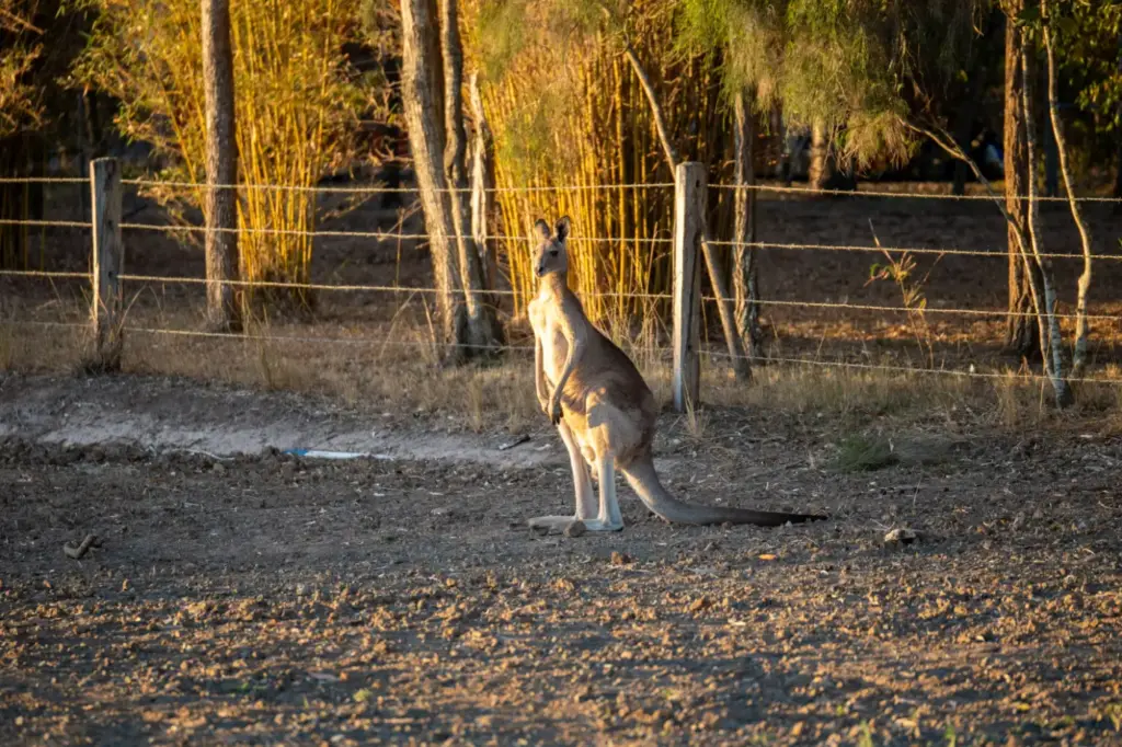 Kangaroo standing beside a wire fence at sunset